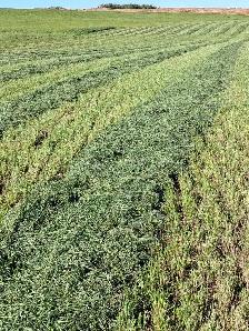 Second Cut Square Hay Bales - $12 - Photo 3