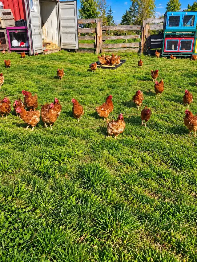 Laying hens