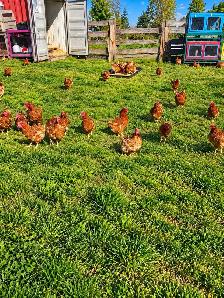 Laying hens