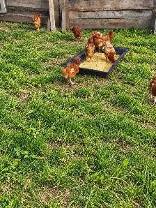 Laying hens - Photo 2