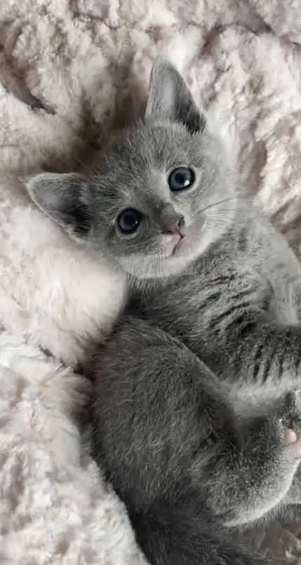 two beautiful grey baby's looking for forever homes!