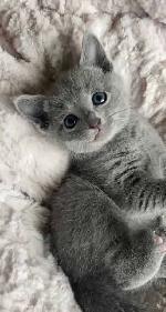 two beautiful grey baby's looking for forever homes!