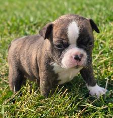 FRENCHTON ( BOSTON TERRIER - FRENCH BULLDOG) PUPPIES