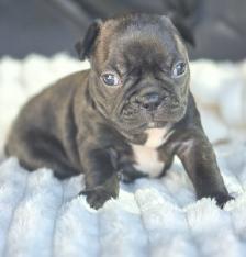 FRENCHTON ( BOSTON TERRIER - FRENCH BULLDOG) PUPPIES - Photo 2