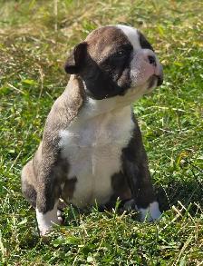 FRENCHTON ( BOSTON TERRIER - FRENCH BULLDOG) PUPPIES - Photo 3