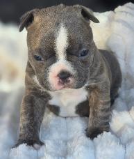 FRENCHTON ( BOSTON TERRIER - FRENCH BULLDOG) PUPPIES - Photo 4