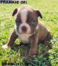 FRENCHTON ( BOSTON TERRIER - FRENCH BULLDOG) PUPPIES - Photo 5