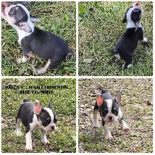 FRENCHTON ( BOSTON TERRIER - FRENCH BULLDOG) PUPPIES - Photo 6