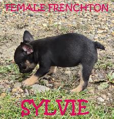 FRENCHTON ( BOSTON TERRIER - FRENCH BULLDOG) PUPPIES - Photo 7