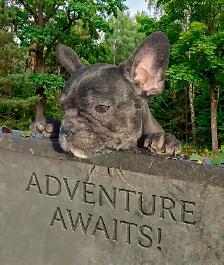 FRENCHTON ( BOSTON TERRIER - FRENCH BULLDOG) PUPPIES - Photo 8