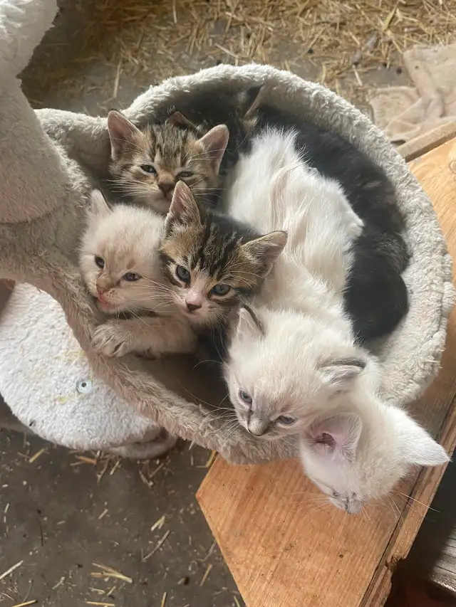 5 Beautiful half Siamese kittens