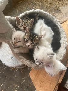 5 Beautiful half Siamese kittens