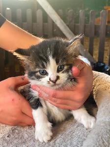 5 Beautiful half Siamese kittens - Photo 2