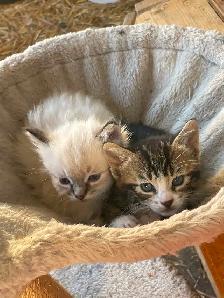 5 Beautiful half Siamese kittens - Photo 3