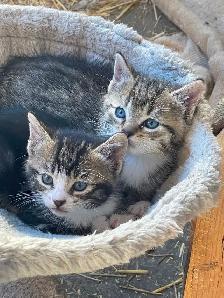 5 Beautiful half Siamese kittens - Photo 4