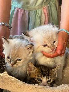 5 Beautiful half Siamese kittens - Photo 5