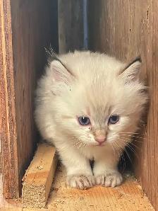 5 Beautiful half Siamese kittens - Photo 6