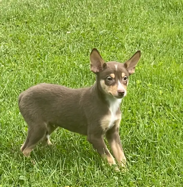 Min pin husky