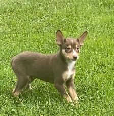 Min pin husky