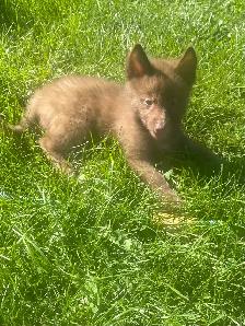 Min pin husky - Photo 2