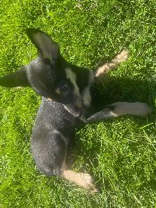 Min pin husky - Photo 3