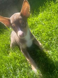 Min pin husky - Photo 4