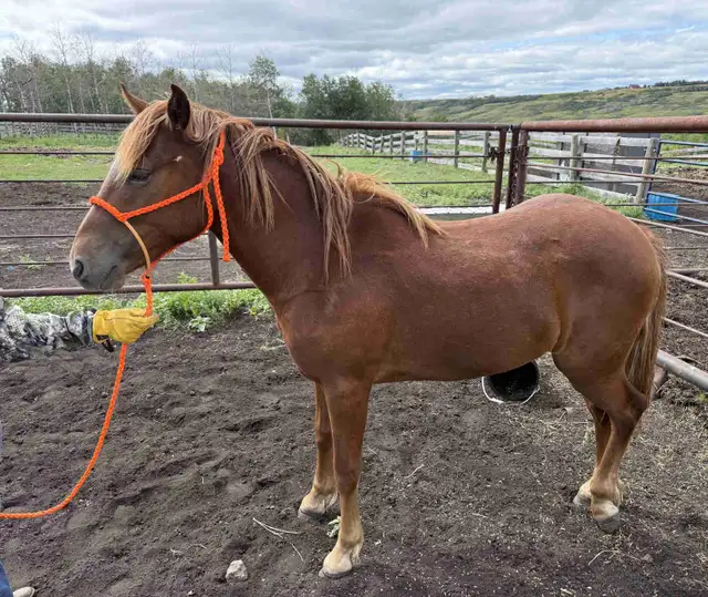 Filly quarter horse- yearling