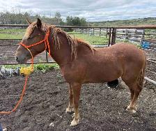 Filly quarter horse- yearling