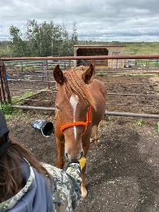 Filly quarter horse- yearling - Photo 2