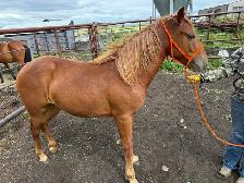 Filly quarter horse- yearling - Photo 3