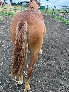 Filly quarter horse- yearling - Photo 4