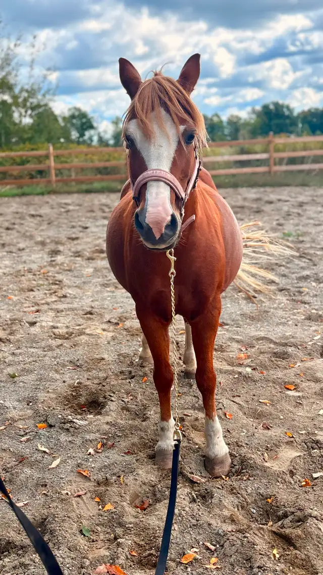 Ponette à vendre