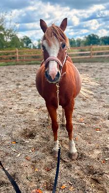 Ponette à vendre