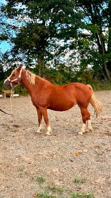 Ponette à vendre - Photo 2