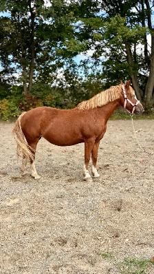 Ponette à vendre - Photo 3