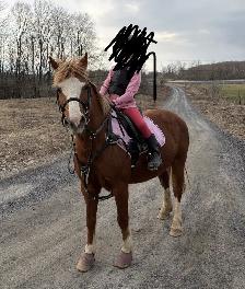 Ponette à vendre - Photo 4