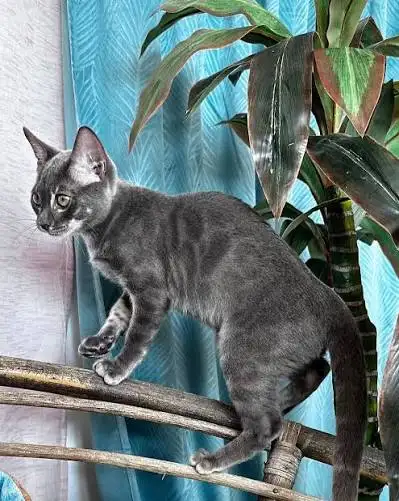 Russian Blue x Bengal Mixed