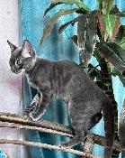 Russian Blue x Bengal Mixed