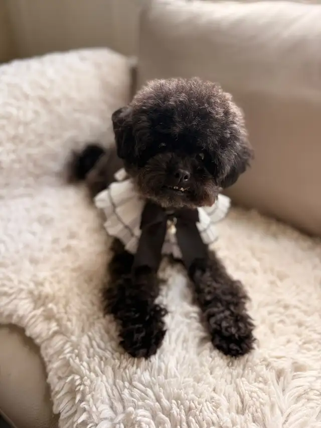 Retired Adult Poodle Seeking Forever Home – Moon (5 Years Old)