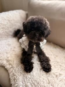 Retired Adult Poodle Seeking Forever Home – Moon (5 Years Old)