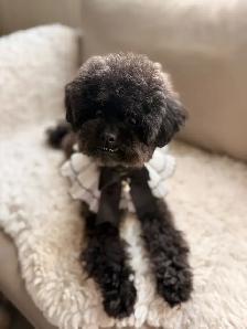 Retired Adult Poodle Seeking Forever Home – Moon (5 Years Old) - Photo 2