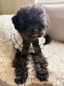 Retired Adult Poodle Seeking Forever Home – Moon (5 Years Old) - Photo 3