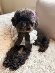 Retired Adult Poodle Seeking Forever Home – Moon (5 Years Old) - Photo 4