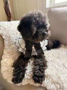 Retired Adult Poodle Seeking Forever Home – Moon (5 Years Old) - Photo 5