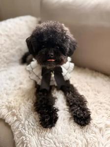 Retired Adult Poodle Seeking Forever Home – Moon (5 Years Old) - Photo 6