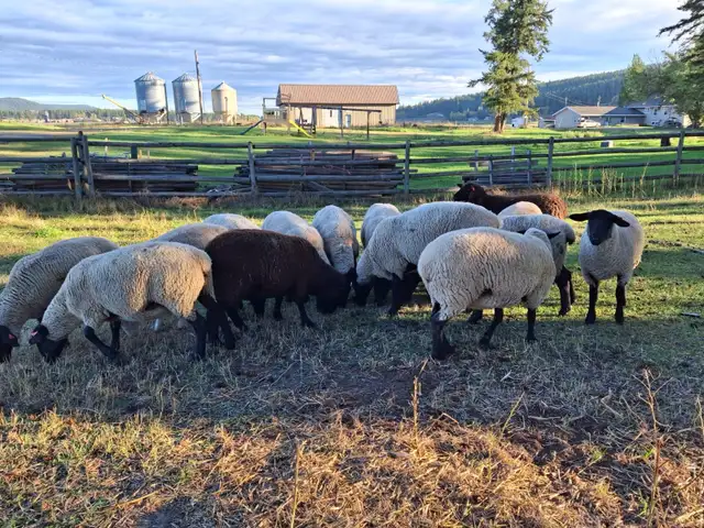 Sheep Herd Downsize