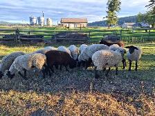 Sheep Herd Downsize