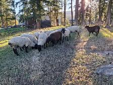 Sheep Herd Downsize - Photo 2