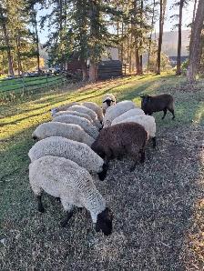 Sheep Herd Downsize - Photo 3