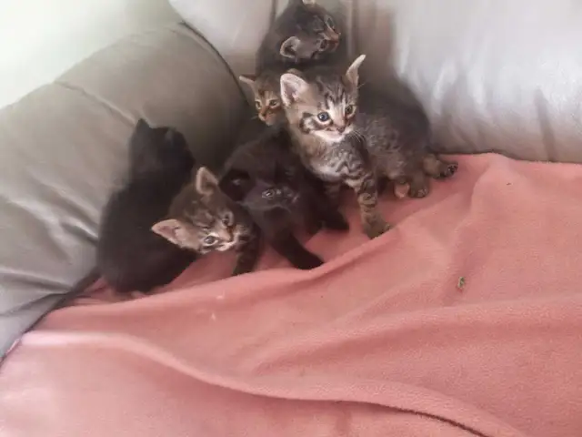 Kittens / Chattons